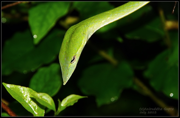 This little beauty made getting lost a little more worth it. Green Vine Snake