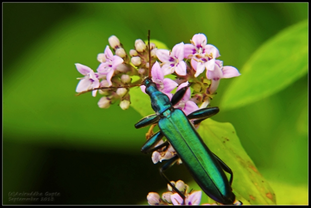 These emerald green beetles were plentiful, flittering among the wildflowers. 